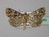  ( - BC ZSM Lep 30992)  @11 [ ] CreativeCommons - Attribution Non-Commercial Share-Alike (2010) Unspecified SNSB, Zoologische Staatssammlung Muenchen