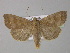  (Ipimorpha subtusa - BC ZSM Lep 30993)  @15 [ ] CreativeCommons - Attribution Non-Commercial Share-Alike (2010) Unspecified SNSB, Zoologische Staatssammlung Muenchen