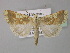  ( - BC ZSM Lep 30994)  @13 [ ] CreativeCommons - Attribution Non-Commercial Share-Alike (2010) Unspecified SNSB, Zoologische Staatssammlung Muenchen