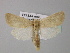  ( - BC ZSM Lep 30998)  @14 [ ] CreativeCommons - Attribution Non-Commercial Share-Alike (2010) Unspecified SNSB, Zoologische Staatssammlung Muenchen