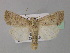  ( - BC ZSM Lep 31001)  @13 [ ] CreativeCommons - Attribution Non-Commercial Share-Alike (2010) Unspecified SNSB, Zoologische Staatssammlung Muenchen
