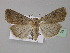  ( - BC ZSM Lep 31007)  @14 [ ] CreativeCommons - Attribution Non-Commercial Share-Alike (2010) Unspecified SNSB, Zoologische Staatssammlung Muenchen