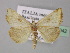  (Aegle vespertalis - BC ZSM Lep 31042)  @14 [ ] CreativeCommons - Attribution Non-Commercial Share-Alike (2010) Unspecified SNSB, Zoologische Staatssammlung Muenchen