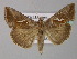  ( - BC ZSM Lep 31059)  @14 [ ] CreativeCommons - Attribution Non-Commercial Share-Alike (2010) Unspecified SNSB, Zoologische Staatssammlung Muenchen