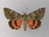  ( - BC ZSM Lep 31070)  @11 [ ] CreativeCommons - Attribution Non-Commercial Share-Alike (2010) Unspecified SNSB, Zoologische Staatssammlung Muenchen