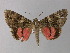  ( - BC ZSM Lep 31072)  @14 [ ] CreativeCommons - Attribution Non-Commercial Share-Alike (2010) Unspecified SNSB, Zoologische Staatssammlung Muenchen