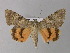  ( - BC ZSM Lep 31073)  @14 [ ] CreativeCommons - Attribution Non-Commercial Share-Alike (2010) Unspecified SNSB, Zoologische Staatssammlung Muenchen