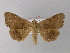  ( - BC ZSM Lep 31077)  @14 [ ] CreativeCommons - Attribution Non-Commercial Share-Alike (2010) Unspecified SNSB, Zoologische Staatssammlung Muenchen