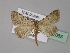  (Metachrostis velocior - BC ZSM Lep 31085)  @14 [ ] CreativeCommons - Attribution Non-Commercial Share-Alike (2010) Unspecified SNSB, Zoologische Staatssammlung Muenchen