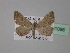  ( - BC ZSM Lep 31086)  @14 [ ] CreativeCommons - Attribution Non-Commercial Share-Alike (2010) Unspecified SNSB, Zoologische Staatssammlung Muenchen