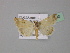  ( - BC ZSM Lep 31090)  @14 [ ] CreativeCommons - Attribution Non-Commercial Share-Alike (2010) Unspecified SNSB, Zoologische Staatssammlung Muenchen