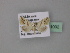  ( - BC ZSM Lep 31092)  @13 [ ] CreativeCommons - Attribution Non-Commercial Share-Alike (2010) Unspecified SNSB, Zoologische Staatssammlung Muenchen
