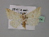 (Eublemma respersa - BC ZSM Lep 31094)  @13 [ ] CreativeCommons - Attribution Non-Commercial Share-Alike (2010) Unspecified SNSB, Zoologische Staatssammlung Muenchen