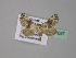  ( - BC ZSM Lep 31097)  @13 [ ] CreativeCommons - Attribution Non-Commercial Share-Alike (2010) Unspecified SNSB, Zoologische Staatssammlung Muenchen