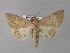  ( - BC ZSM Lep 31111)  @14 [ ] CreativeCommons - Attribution Non-Commercial Share-Alike (2010) Unspecified SNSB, Zoologische Staatssammlung Muenchen