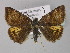  ( - BC ZSM Lep 31113)  @11 [ ] CreativeCommons - Attribution Non-Commercial Share-Alike (2010) Unspecified SNSB, Zoologische Staatssammlung Muenchen
