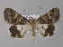  ( - BC ZSM Lep 31114)  @14 [ ] CreativeCommons - Attribution Non-Commercial Share-Alike (2010) Unspecified SNSB, Zoologische Staatssammlung Muenchen