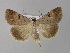  ( - BC ZSM Lep 31116)  @14 [ ] CreativeCommons - Attribution Non-Commercial Share-Alike (2010) Unspecified SNSB, Zoologische Staatssammlung Muenchen