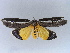  (Eligma narcissus - BC ZSM Lep 34503)  @13 [ ] CreativeCommons - Attribution Non-Commercial Share-Alike (2010) Unspecified SNSB, Zoologische Staatssammlung Muenchen