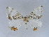  ( - BC ZSM Lep 34507)  @13 [ ] CreativeCommons - Attribution Non-Commercial Share-Alike (2010) Unspecified SNSB, Zoologische Staatssammlung Muenchen