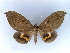  ( - BC ZSM Lep 34539)  @15 [ ] CreativeCommons - Attribution Non-Commercial Share-Alike (2010) Unspecified SNSB, Zoologische Staatssammlung Muenchen