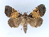  ( - BC ZSM Lep 34544)  @14 [ ] CreativeCommons - Attribution Non-Commercial Share-Alike (2010) Unspecified SNSB, Zoologische Staatssammlung Muenchen