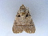  ( - BC ZSM Lep 34547)  @11 [ ] CreativeCommons - Attribution Non-Commercial Share-Alike (2010) Unspecified SNSB, Zoologische Staatssammlung Muenchen