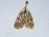  (Paragona dubia - BC ZSM Lep 34554)  @11 [ ] CreativeCommons - Attribution Non-Commercial Share-Alike (2010) Unspecified SNSB, Zoologische Staatssammlung Muenchen