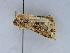  ( - BC ZSM Lep 34556)  @12 [ ] CreativeCommons - Attribution Non-Commercial Share-Alike (2010) Unspecified SNSB, Zoologische Staatssammlung Muenchen