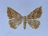  (Blasticorhinus bifasciata - BC ZSM Lep 34557)  @13 [ ] CreativeCommons - Attribution Non-Commercial Share-Alike (2010) Unspecified SNSB, Zoologische Staatssammlung Muenchen