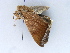  ( - BC ZSM Lep 34558)  @11 [ ] CreativeCommons - Attribution Non-Commercial Share-Alike (2010) Unspecified SNSB, Zoologische Staatssammlung Muenchen