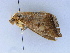  ( - BC ZSM Lep 34559)  @11 [ ] CreativeCommons - Attribution Non-Commercial Share-Alike (2010) Unspecified SNSB, Zoologische Staatssammlung Muenchen