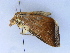  ( - BC ZSM Lep 34560)  @11 [ ] CreativeCommons - Attribution Non-Commercial Share-Alike (2010) Unspecified SNSB, Zoologische Staatssammlung Muenchen