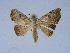 (Corgatha olivata - BC ZSM Lep 34568)  @11 [ ] CreativeCommons - Attribution Non-Commercial Share-Alike (2010) Unspecified SNSB, Zoologische Staatssammlung Muenchen