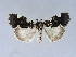  (Goenycta - BC ZSM Lep 34573)  @11 [ ] CreativeCommons - Attribution Non-Commercial Share-Alike (2010) Unspecified SNSB, Zoologische Staatssammlung Muenchen