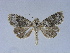 (Mythimna argentata - BC ZSM Lep 34582)  @11 [ ] CreativeCommons - Attribution Non-Commercial Share-Alike (2010) Unspecified SNSB, Zoologische Staatssammlung Muenchen