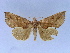  ( - BC ZSM Lep 34595)  @11 [ ] CreativeCommons - Attribution Non-Commercial Share-Alike (2010) Unspecified SNSB, Zoologische Staatssammlung Muenchen