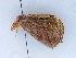  ( - BC ZSM Lep 34596)  @11 [ ] CreativeCommons - Attribution Non-Commercial Share-Alike (2010) Unspecified SNSB, Zoologische Staatssammlung Muenchen