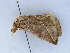  ( - BC ZSM Lep 34598)  @11 [ ] CreativeCommons - Attribution Non-Commercial Share-Alike (2010) Unspecified SNSB, Zoologische Staatssammlung Muenchen