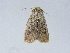  (Mythimna plantei - BC ZSM Lep 34601)  @11 [ ] CreativeCommons - Attribution Non-Commercial Share-Alike (2010) Unspecified SNSB, Zoologische Staatssammlung Muenchen