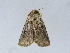  ( - BC ZSM Lep 34602)  @11 [ ] CreativeCommons - Attribution Non-Commercial Share-Alike (2010) Unspecified SNSB, Zoologische Staatssammlung Muenchen