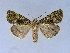  (Euplexidia exotica - BC ZSM Lep 34603)  @11 [ ] CreativeCommons - Attribution Non-Commercial Share-Alike (2010) Unspecified SNSB, Zoologische Staatssammlung Muenchen