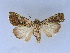 ( - BC ZSM Lep 34604)  @11 [ ] CreativeCommons - Attribution Non-Commercial Share-Alike (2010) Unspecified SNSB, Zoologische Staatssammlung Muenchen