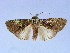 ( - BC ZSM Lep 34605)  @11 [ ] CreativeCommons - Attribution Non-Commercial Share-Alike (2010) Unspecified SNSB, Zoologische Staatssammlung Muenchen