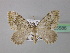  (Colostygia hilariata - BC ZSM Lep 35586)  @13 [ ] Copyright (2010) Unspecified SNSB, Zoologische Staatssammlung Muenchen