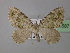  ( - BC ZSM Lep 35587)  @13 [ ] Copyright (2010) Unspecified SNSB, Zoologische Staatssammlung Muenchen