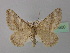  ( - BC ZSM Lep 35600)  @11 [ ] Copyright (2010) Unspecified SNSB, Zoologische Staatssammlung Muenchen