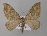  (Rheumaptera incertata - BC ZSM Lep 35624)  @14 [ ] Copyright (2010) Unspecified SNSB, Zoologische Staatssammlung Muenchen