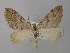  (Aplocera plagiata hausmanni - BC ZSM Lep 35634)  @11 [ ] Copyright (2010) Unspecified SNSB, Zoologische Staatssammlung Muenchen