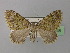  (Colostygia wolfschlaegerae - BC ZSM Lep 35638)  @15 [ ] CreativeCommons - Attribution Non-Commercial Share-Alike (2010) Unspecified SNSB, Zoologische Staatssammlung Muenchen
